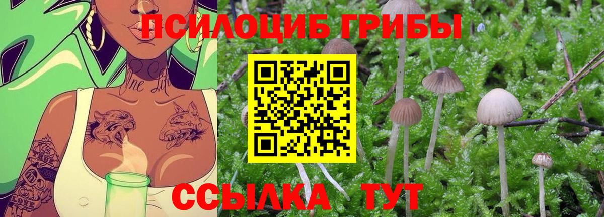 Галлюциногенные грибы Psilocybe Волгодонск